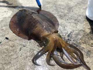 イカの締め方解説！道具を使わなくてもできる！？鮮度を保ったまま持ち帰る方法もご紹介