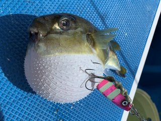 毒のないサバフグは美味しいけど実は危険！？見た目が激似の猛毒フグについても解説！