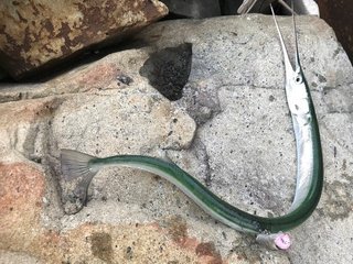 ダツは危険な魚！？特徴やさばき方、食べ方を徹底解説！サヨリとの見分け方もご紹介