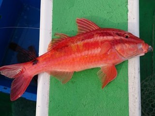 オジサンは美味しい魚！？特徴やさばき方、食べ方を徹底解説！変わった名前の魚もご紹介