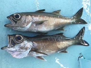 ゲスト多彩のクロムツリレー！後半の根魚五目で土産十分（聡丸／南房太海港）