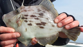 カワハギの釣り方ってどうすればいいの？初心者でもカンタンにチャレンジ可能
