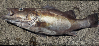 アラを釣って食べたい！深場に棲む高級魚の釣り方・食べ方を詳しくチェック