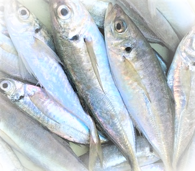 魚のアップ写真