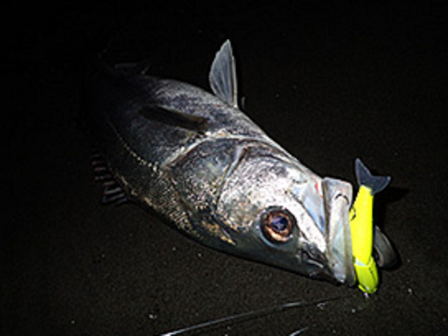 魚とルアーのアップ写真