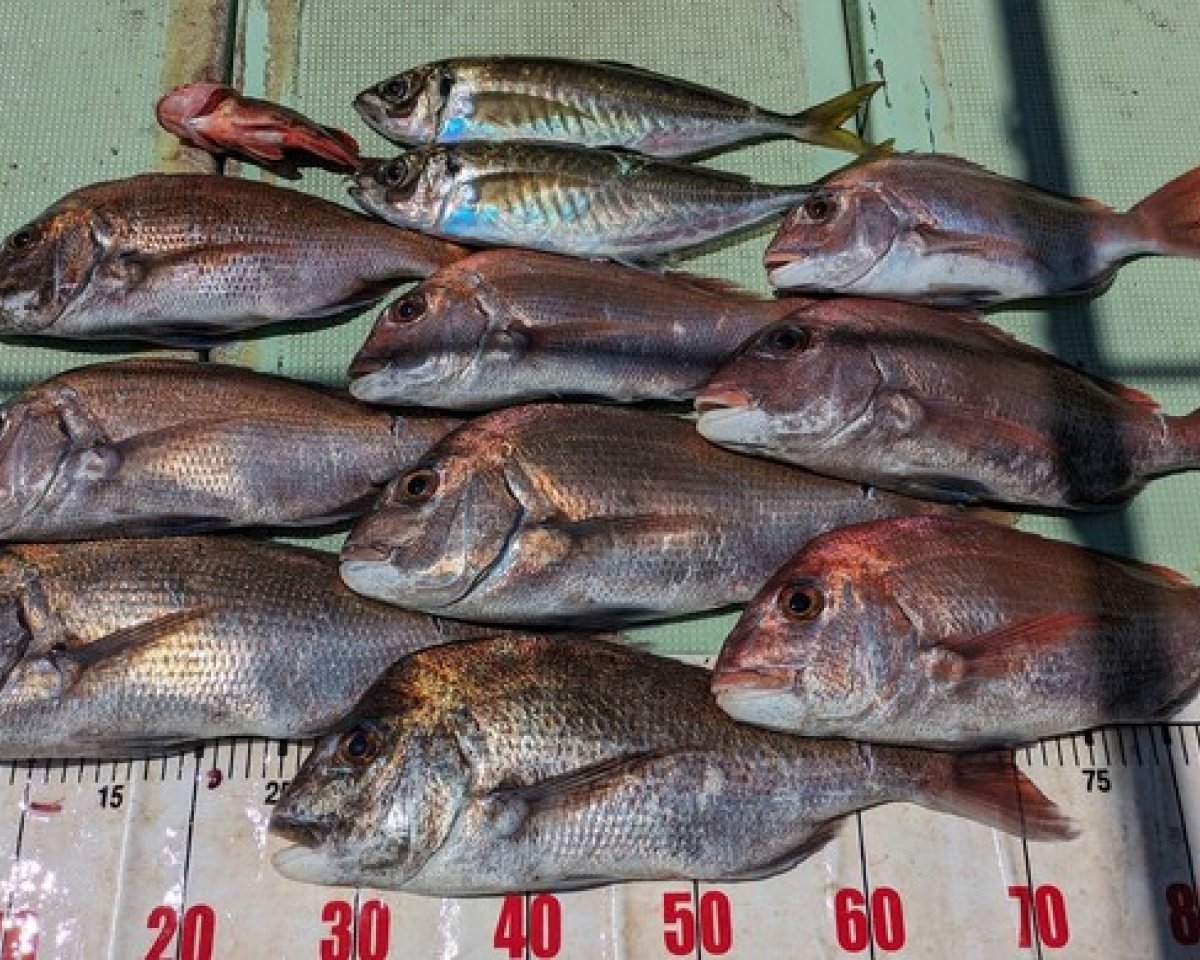 【釣果速報】和歌山県海斗丸でで52㎝の特大マダイ出た！次にビッグワンを手にするのはあなたかも？！