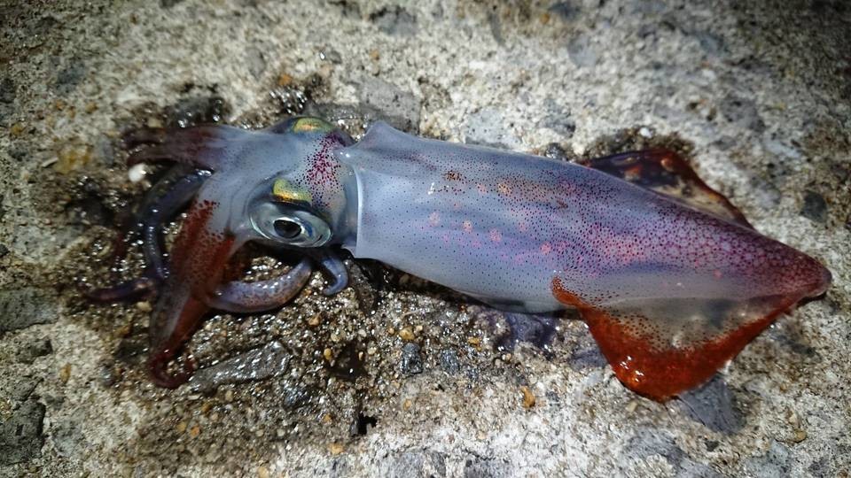 空合わせで釣りきった二度目のマルイカ釣り