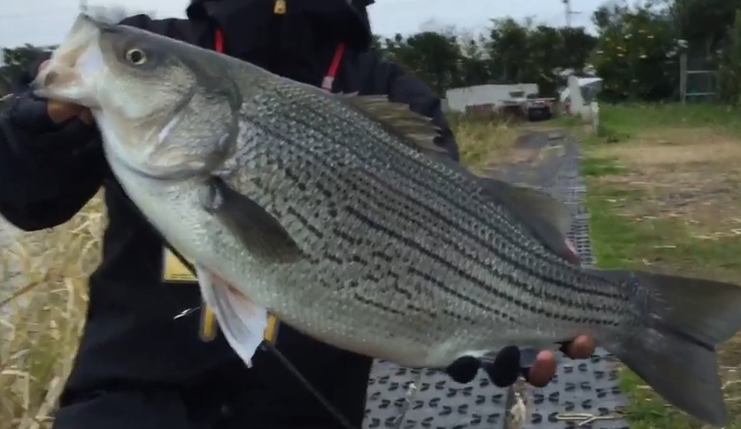 ストライパーってどんな魚なの?管理釣り場でビックサイズが狙える!おすすめタックルもチェック