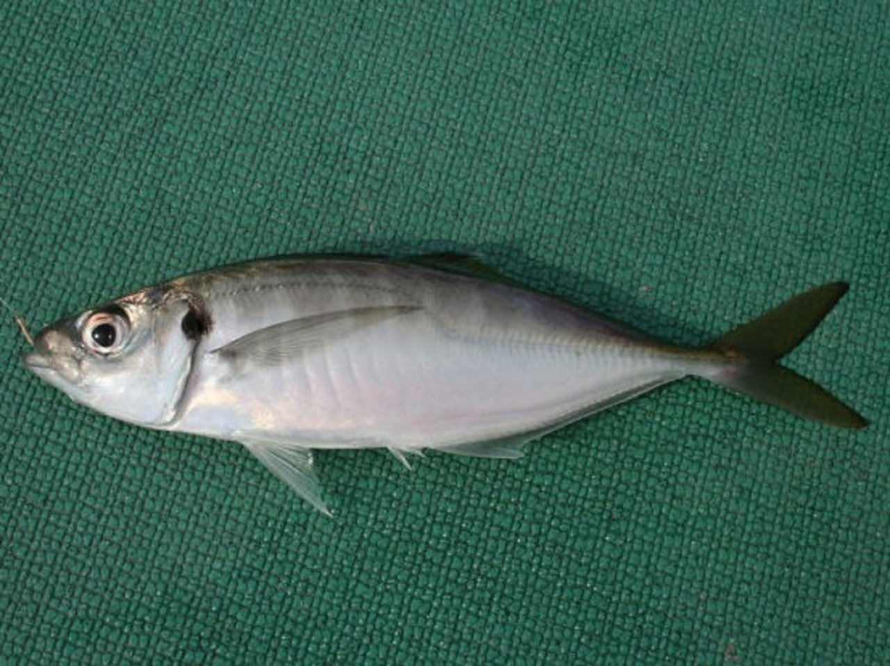 スタートから食い活発！潮止まりも一荷で連釣～東京湾奥金沢八景出船のアジ～