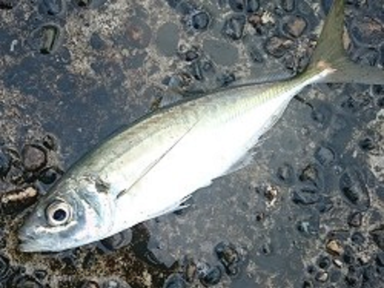 速潮とオマツリに苦戦 少ないチャンスを生かす～三浦半島走水港出船のアジ～